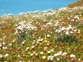 Wild flowers in Cabo da Roca near Sintra, Portugal, continental EuropeÃ¢â¬â¢s westernmost point